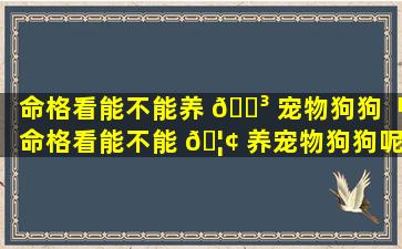 命格看能不能养 🌳 宠物狗狗「命格看能不能 🦢 养宠物狗狗呢」